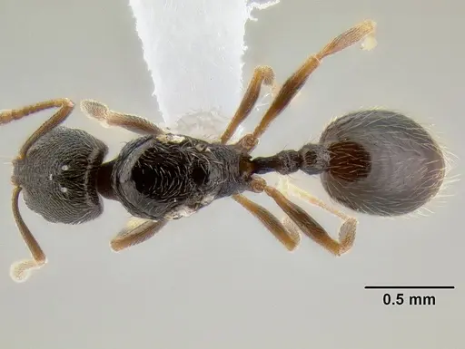 Stenamma huachucanum specimen CASENT0605667 image casent0605667_1