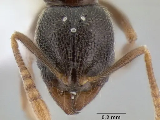 Stenamma huachucanum specimen CASENT0605667 image casent0605667_2