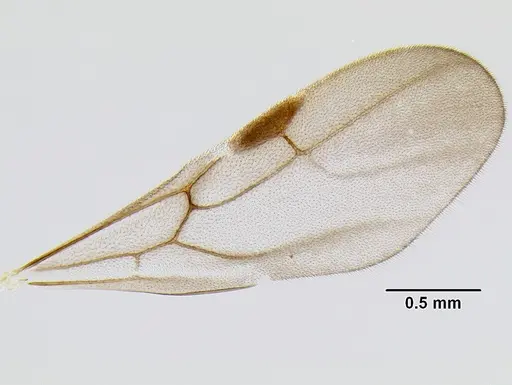 Stenamma huachucanum specimen CASENT0605667 image casent0605667_4