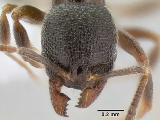 Stenamma huachucanum specimen CASENT0605744 image casent0605744_2