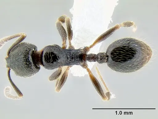 Stenamma huachucanum specimen CASENT0605749 image casent0605749_1