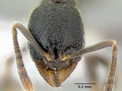 Stenamma huachucanum specimen CASENT0605749 image casent0605749_2
