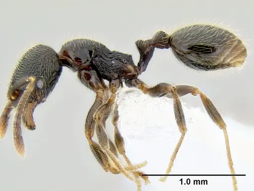 Stenamma huachucanum specimen CASENT0605749 image casent0605749_3