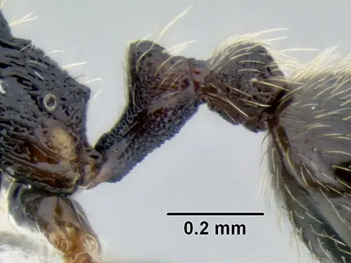 Stenamma huachucanum specimen CASENT0605749 image casent0605749_4