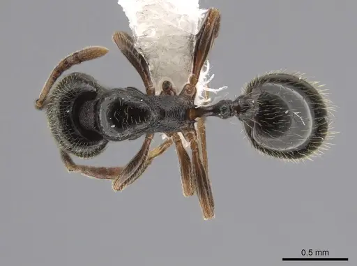 Stenamma huachucanum specimen CASENT0653944 image casent0653944_1