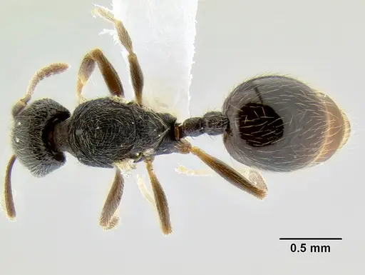 Stenamma ignotum specimen CASENT0600182 image casent0600182_1