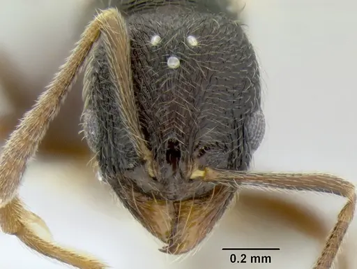 Stenamma ignotum specimen CASENT0600182 image casent0600182_2