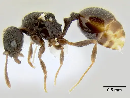 Stenamma ignotum specimen CASENT0600182 image casent0600182_3