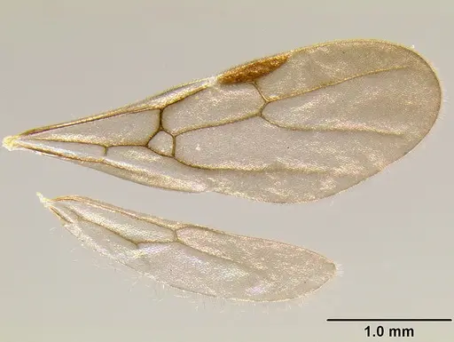 Stenamma ignotum specimen CASENT0600182 image casent0600182_4