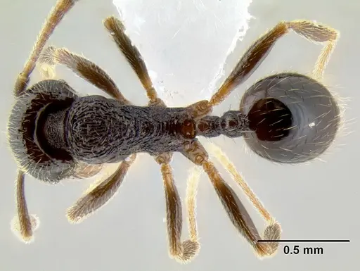 Stenamma ignotum specimen CASENT0603762 image casent0603762_1