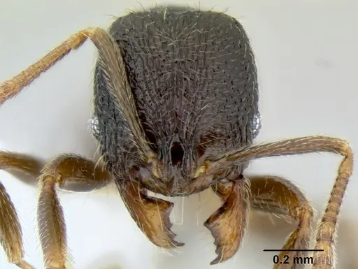 Stenamma ignotum specimen CASENT0603762 image casent0603762_2