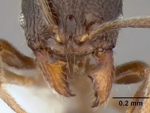 Stenamma ignotum specimen CASENT0603762 image casent0603762_3