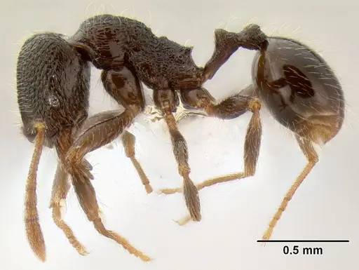 Stenamma ignotum specimen CASENT0603762 image casent0603762_4