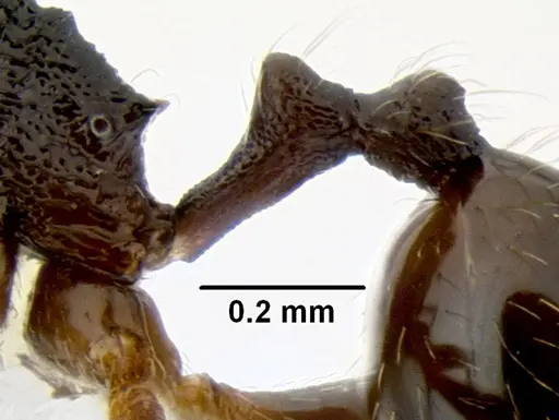 Stenamma ignotum specimen CASENT0603762 image casent0603762_5