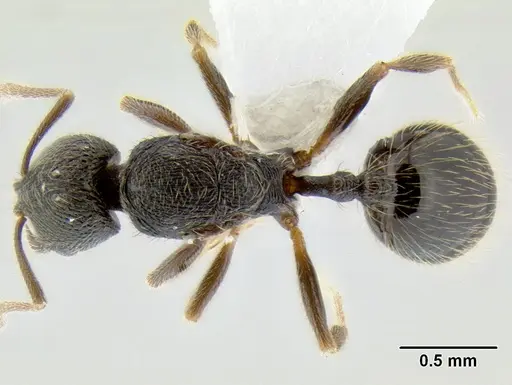 Stenamma ignotum specimen CASENT0603772 image casent0603772_1