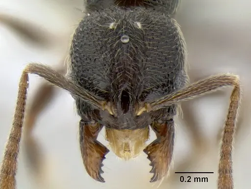 Stenamma ignotum specimen CASENT0603772 image casent0603772_2