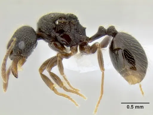 Stenamma ignotum specimen CASENT0603772 image casent0603772_3