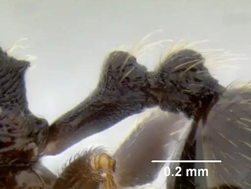 Stenamma ignotum specimen CASENT0603772 image casent0603772_4