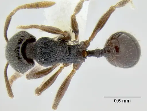 Stenamma ignotum specimen CASENT0604307 image casent0604307_1