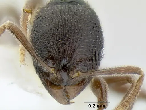 Stenamma ignotum specimen CASENT0604307 image casent0604307_2