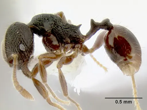 Stenamma ignotum specimen CASENT0604307 image casent0604307_3