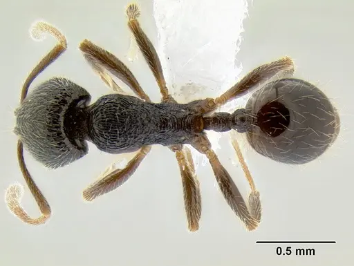 Stenamma ignotum specimen CASENT0604764 image casent0604764_1