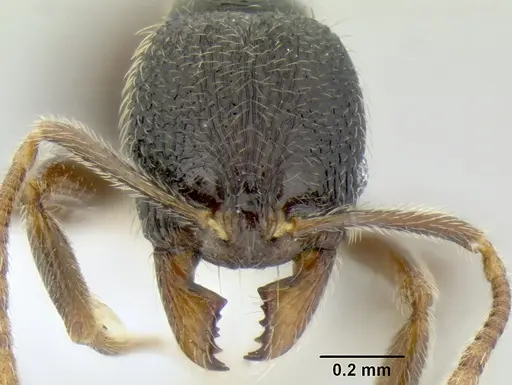 Stenamma ignotum specimen CASENT0604764 image casent0604764_2