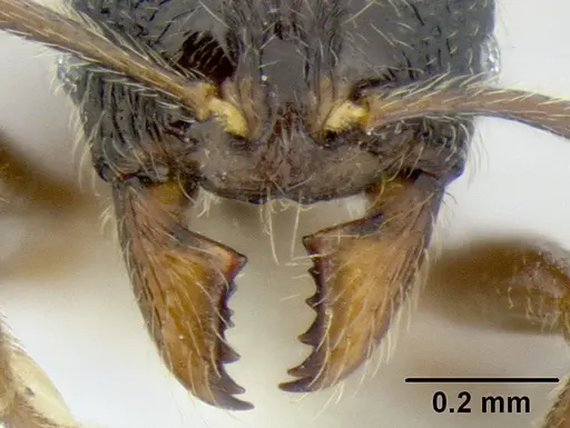 Stenamma ignotum specimen CASENT0604764 image casent0604764_3