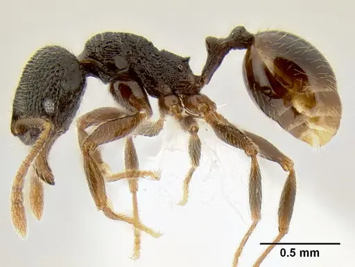 Stenamma ignotum specimen CASENT0604764 image casent0604764_4