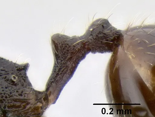 Stenamma ignotum specimen CASENT0604764 image casent0604764_5