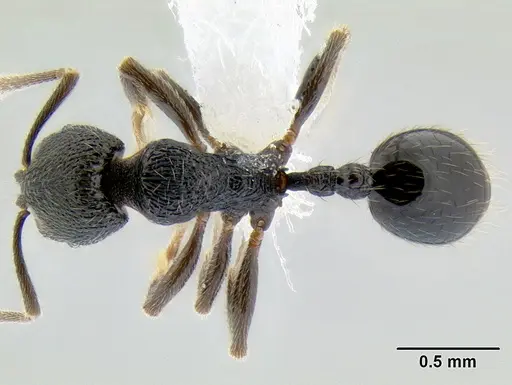 Stenamma ignotum specimen CASENT0604834 image casent0604834_1
