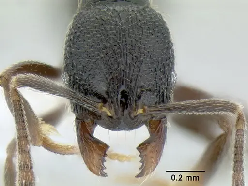 Stenamma ignotum specimen CASENT0604834 image casent0604834_2