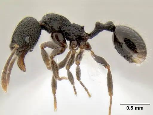 Stenamma ignotum specimen CASENT0604834 image casent0604834_4
