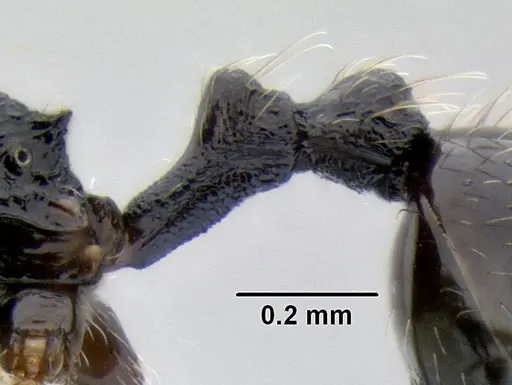 Stenamma ignotum specimen CASENT0604834 image casent0604834_5