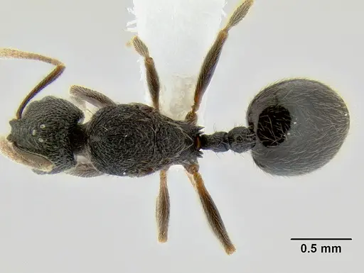 Stenamma ignotum specimen CASENT0605798 image casent0605798_1