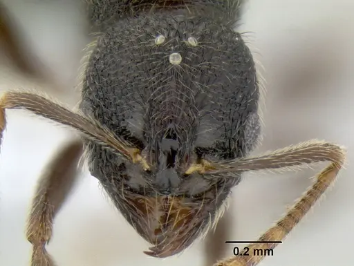 Stenamma ignotum specimen CASENT0605798 image casent0605798_2