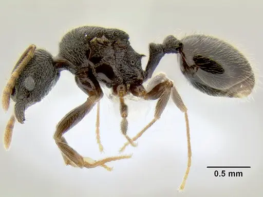 Stenamma ignotum specimen CASENT0605798 image casent0605798_3