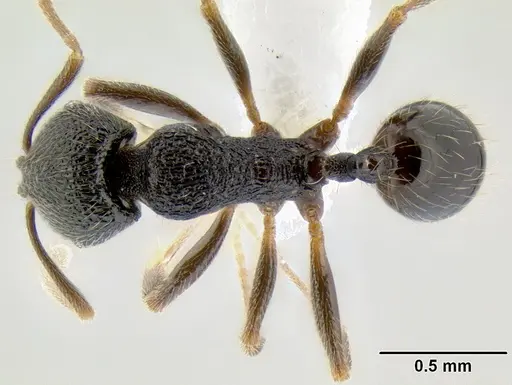 Stenamma ignotum specimen CASENT0605804 image casent0605804_1