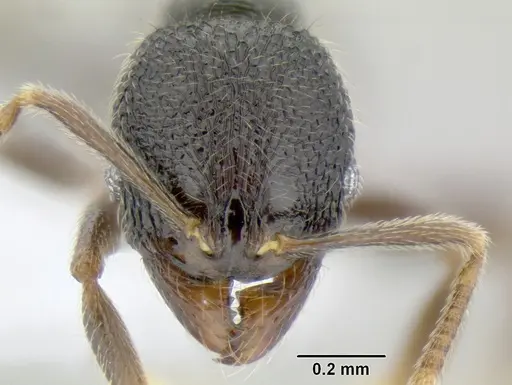 Stenamma ignotum specimen CASENT0605804 image casent0605804_2