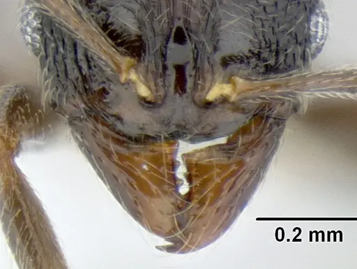 Stenamma ignotum specimen CASENT0605804 image casent0605804_3