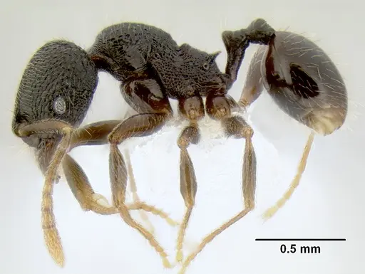 Stenamma ignotum specimen CASENT0605804 image casent0605804_4