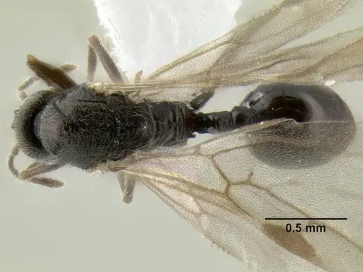 Stenamma ignotum specimen CASENT0607085 image casent0607085_1
