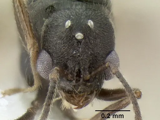 Stenamma ignotum specimen CASENT0607085 image casent0607085_2