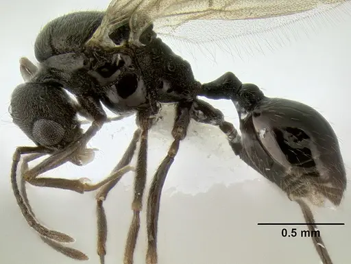 Stenamma ignotum specimen CASENT0607085 image casent0607085_3