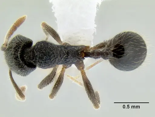 Stenamma ignotum specimen CASENT0620160 image casent0620160_1