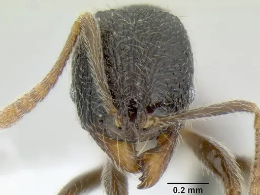 Stenamma ignotum specimen CASENT0620160 image casent0620160_2