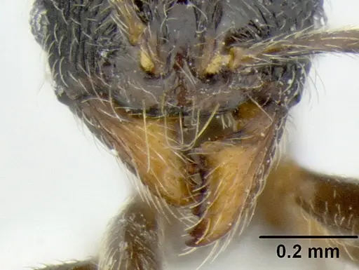Stenamma ignotum specimen CASENT0620160 image casent0620160_3