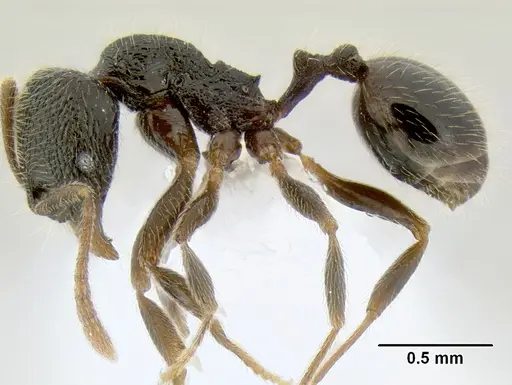 Stenamma ignotum specimen CASENT0620160 image casent0620160_4