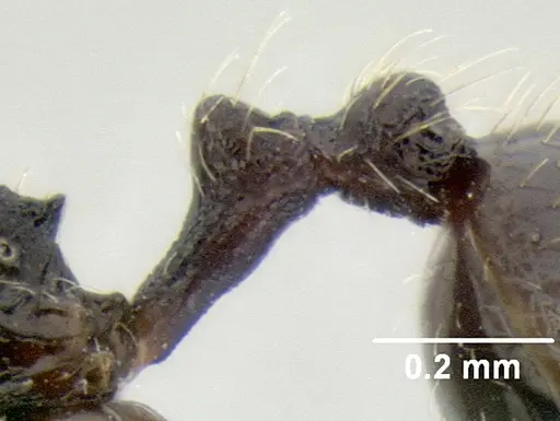Stenamma ignotum specimen CASENT0620160 image casent0620160_5