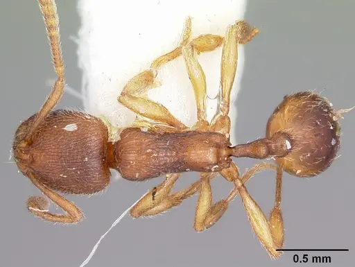Stenamma impar specimen CASENT0104795 image casent0104795_1